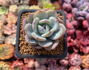 Echeveria 'Icy Purple' 2" Powdery Succulent Plant