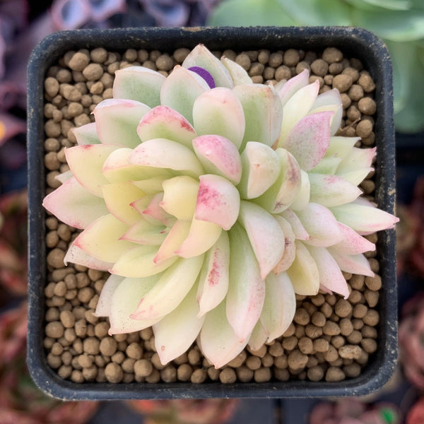 Echeveria 'Mebina' Variegated 1" Small Succulent Plant