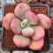 Pachyphytum 'Doctor Cornelius' 2" Succulent Plant