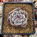 Echeveria 'Momotarou' 1"-2" Succulent Plant