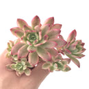 Echeveria 'Minibelle' Variegated Cluster 3"-4" Succulent Plant