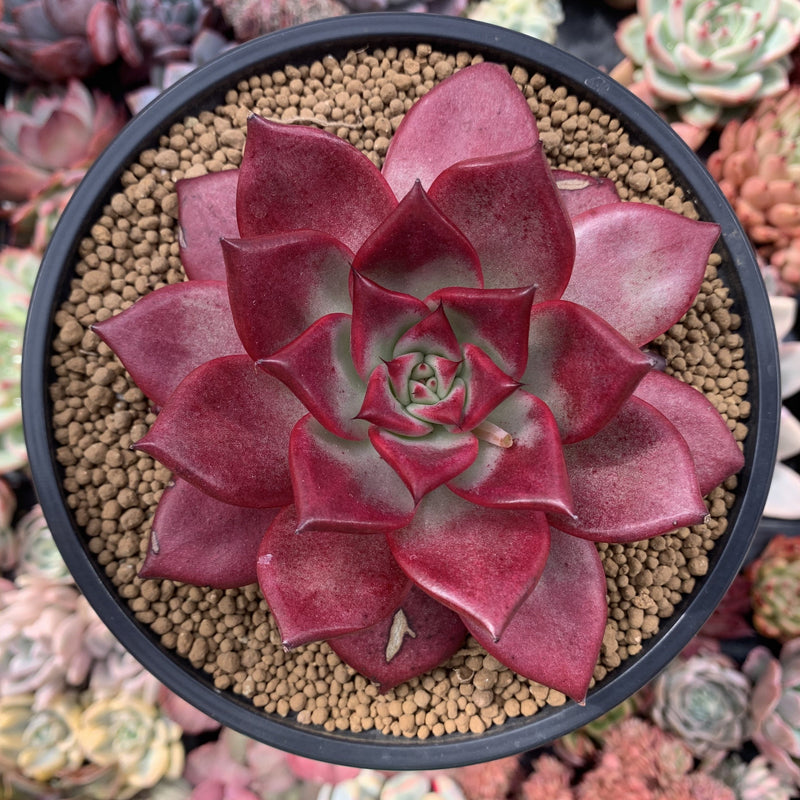 Echeveria Agavoides 'Lumming' 5" Large Succulent Plant