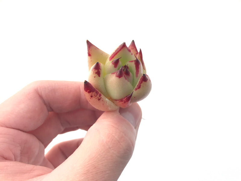 Echeveria Agavoides 'Casio' 1" Small Rare Succulent Plant