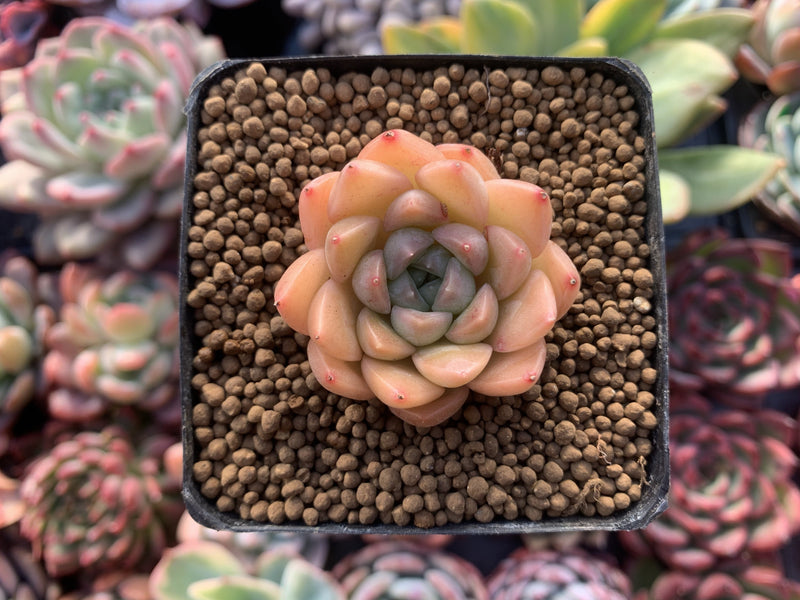 Echeveria sp. 1" Succulent Plant