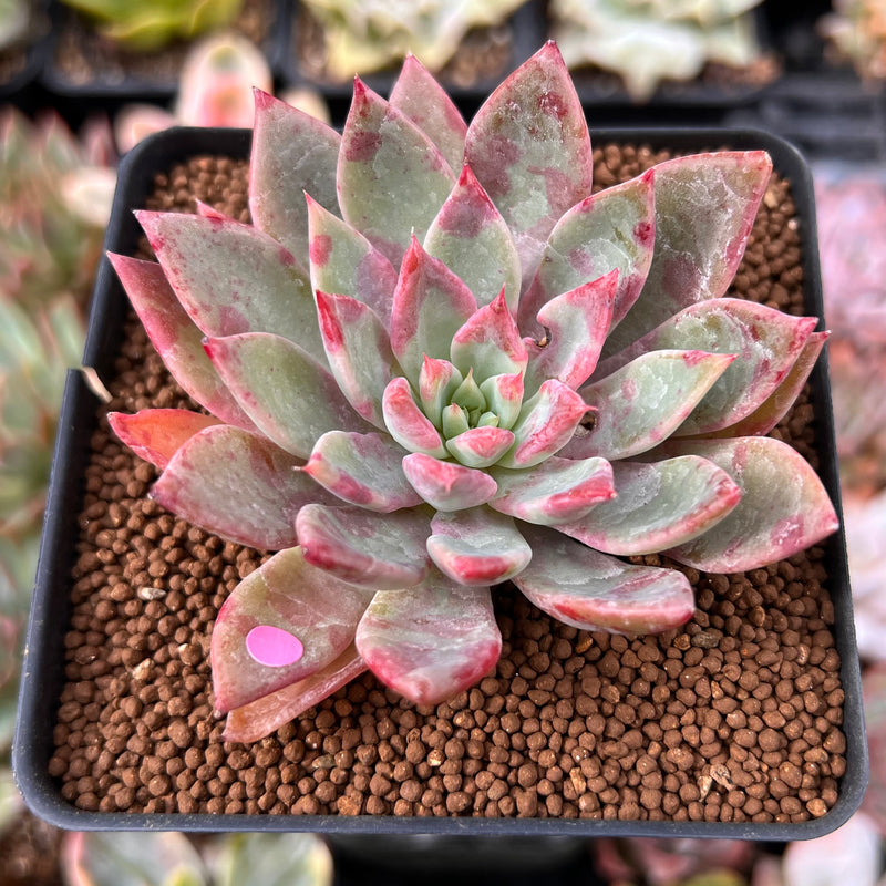 Echeveria 'Cherry Drop' 2" New Changhee Hybrid Succulent Plant