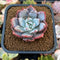 Echeveria 'Trumso' 1"-2" Powdery Succulent Plant