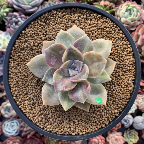 Graptopetalum 'Purple Delight' Variegated 4" Succulent Plant