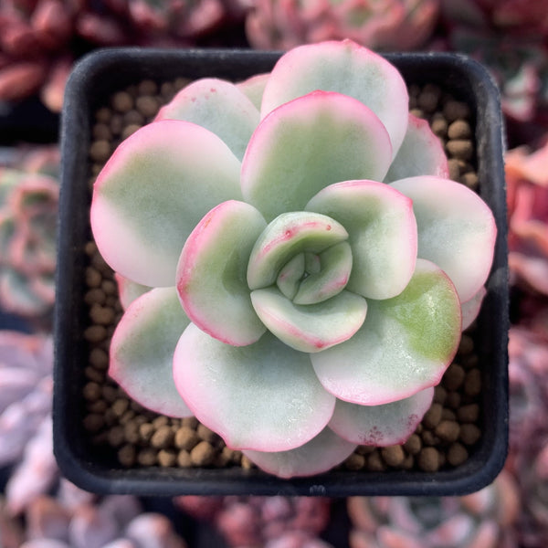 Pachyveria 'Worthy One' Variegated 1" Succulent Plant