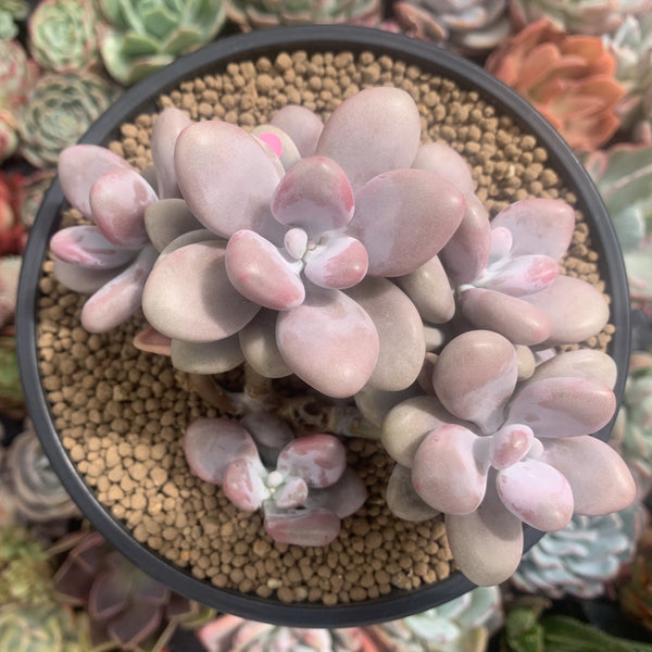 Graptopetalum 'Amethyst' 5" Cluster Succulent Plant