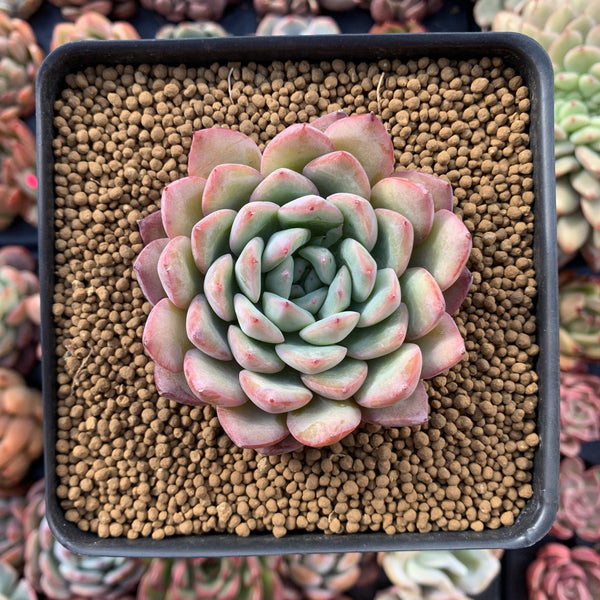 Echeveria sp. 2"-3" Succulent Plant