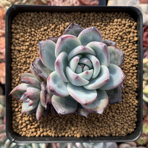 Echeveria 'Black Sabbath' 4" Powdery Succulent Plant