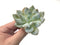 Echeveria 'Exotic' 3"-4" Rare Succulent Plant