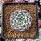 Echeveria 'Jackal' 2" Succulent Plant