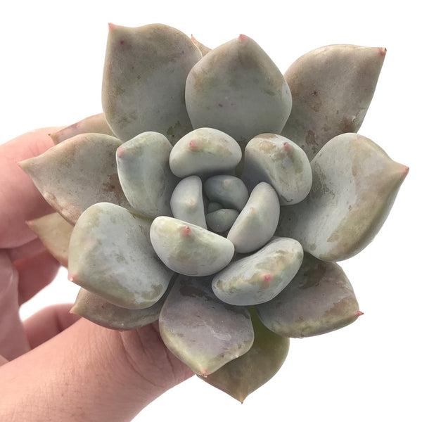 Echeveria 'Snow Queen' 2" Succulent Plant