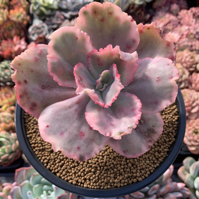 Echeveria 'Suyeon Frill' Variegated 5" Succulent Plant