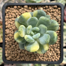 Pachyveria 'Walth' Variegated 2" Rare Succulent Plant