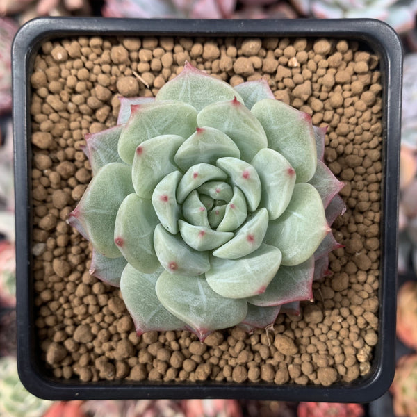 Echeveria 'Gridline' Blue Bird Hybrid 2" Succulent Plant