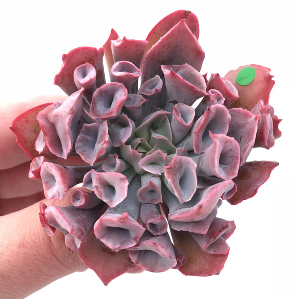 Echeveria Trumpet Pinky 3” Rare Succulent Plant