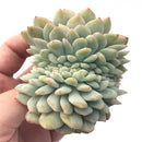 Echeveria 'Orange Monroe' Crested 3” Rare Succulent Plant