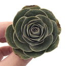 Greenovia 'El Hiero' 2" Succulent Plant