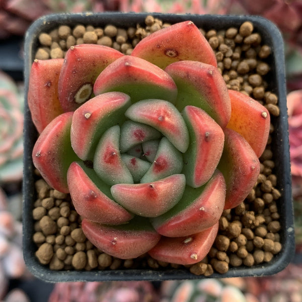 Echeveria Agavoides sp. 1” Rare Succulent Plant