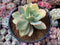 Echeveria 'Hakuhou' Variegated 5" Succulent Plant