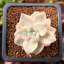 Graptoveria 'Titubans' Variegated 1” Succulent Plant