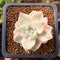 Graptoveria 'Titubans' Variegated 1” Succulent Plant