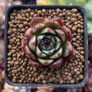 Echeveria Agavoides 'Black Sapphire' New Hybrid 1" Small Succulent Plant