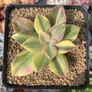 Graptoveria 'Fred Ives' Variegated 3" Succulent Plant