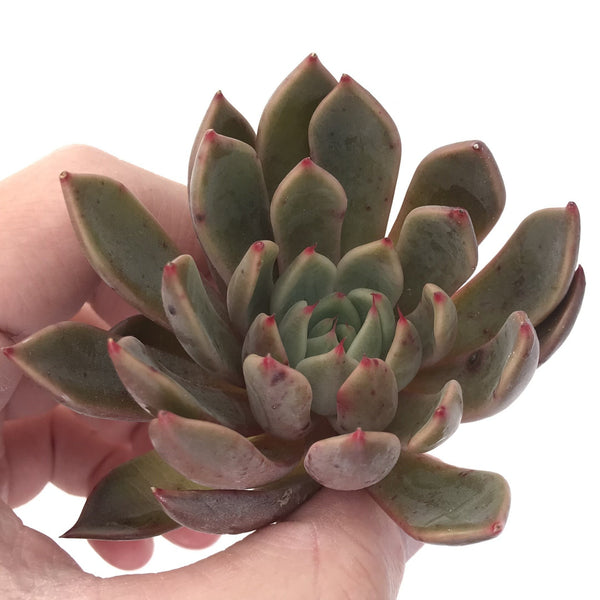 Echeveria Agavoides 'Magic Plot' 2" Succulent Plant