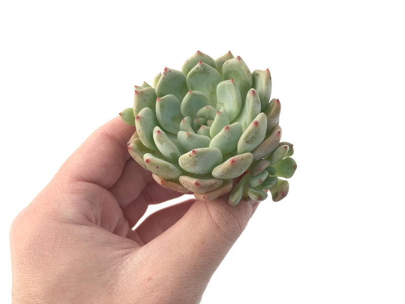 Graptoveria 'Amenova' 2" New Hybrid Succulent Plant