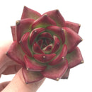 Echeveria Agavoides ‘Red Ebony’ Super Clone 2" Rare Succulent Plant