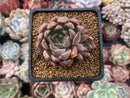 Echeveria Agavoides 'Magic Plot' 2" Succulent Plant