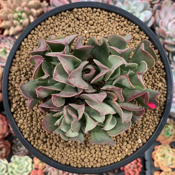 Echeveria 'Black Hawk' 4" Cluster Succulent Plant