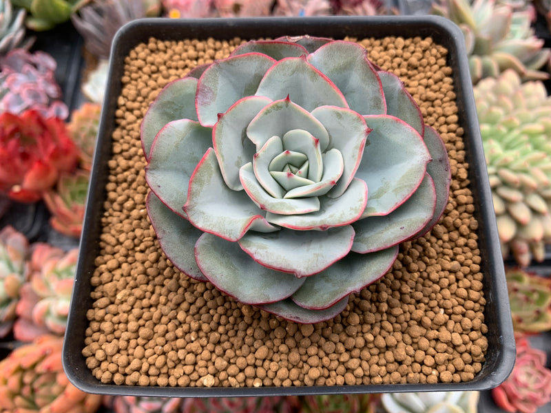 Echeveria 'Peach Cream' 4" Powdery Succulent Plant