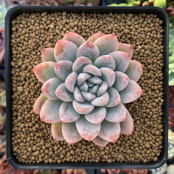 Echeveria 'Elsa' 2" Powdery Succulent Plant