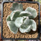 Echeveria 'Berkley Light' Variegated 1” Succulent Plant