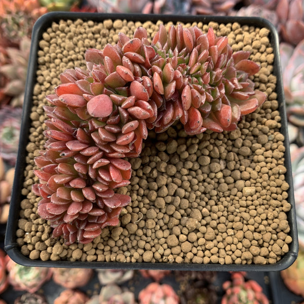 Echeveria 'Ruth Bancroft' Crested Cluster 3" Succulent Plant