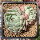 Echeveria 'Tippy' 3" Succulent Plant