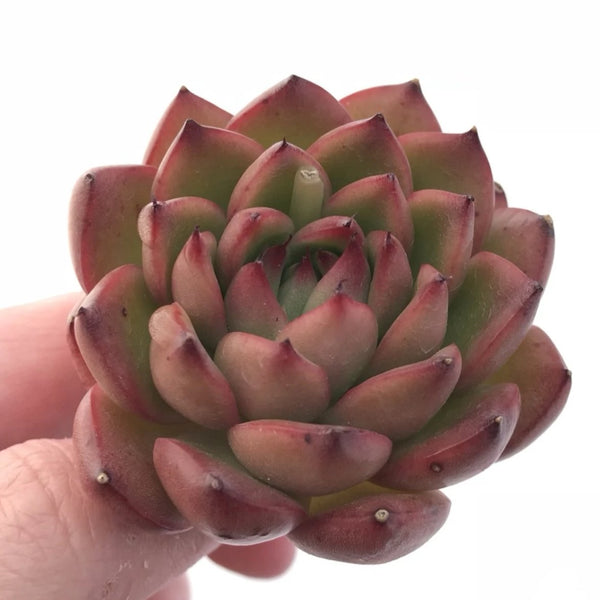 Echeveria Agavoides Sp 3” Rare Succulent Plant