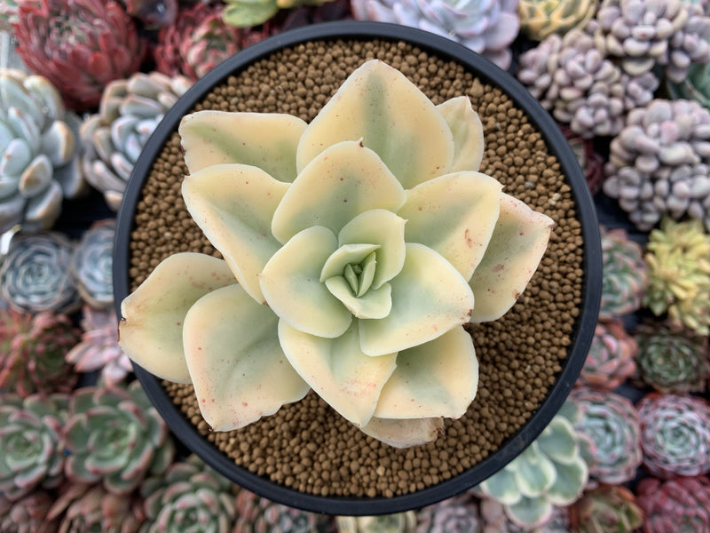 Echeveria 'Japan Moon River' Variegated 4" Succulent Plant