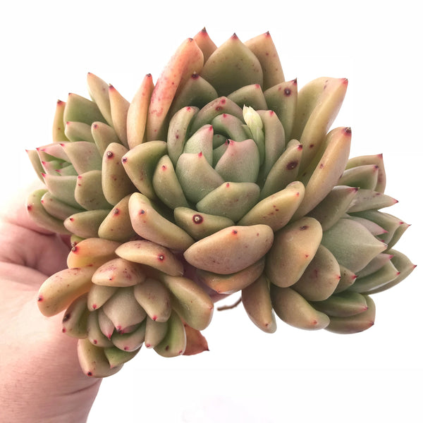 Echeveria Agavoides Ebony Hybrid Cluster 5” Rare Succulent Plant