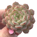 Echeveria 'White Farm' 1"-2" New Hybrid Succulent Plant