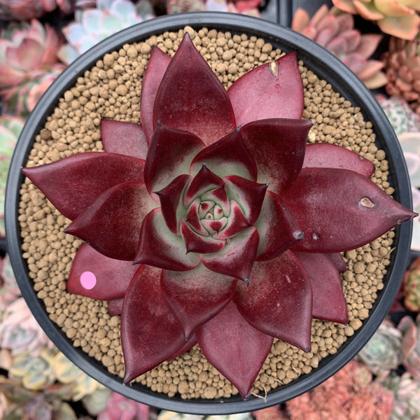 Echeveria Agavoides 'Lumming' 5" Large Succulent Plant