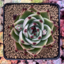 Echeveria Agavoides 'Blue Dragon' 3"-4" Succulent Plant