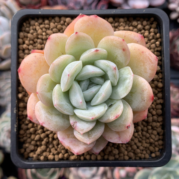 Echeveria 'Snow Bell' New Hybrid 2"-3" Succulent Plant