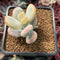 Cotyledon Orbiculata cv. 'Fuku Musume' Variegated 2" Succulent Plant