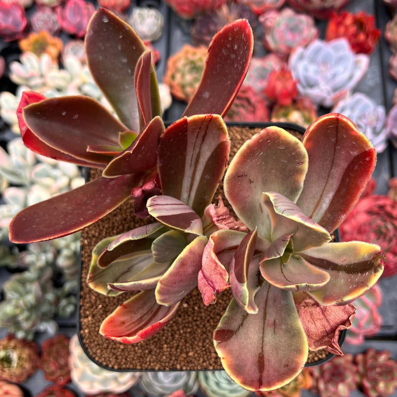 Echeveria 'Fimbriata' Variegated AKA 'Fasciculata' 8" Extra Large Cluster Succulent Plant