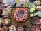 Echeveria sp. 2" Succulent Plant